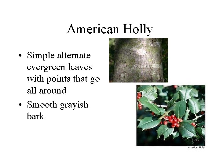 American Holly • Simple alternate evergreen leaves with points that go all around • American Holly • Simple alternate evergreen leaves with points that go all around •