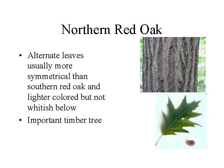 Northern Red Oak • Alternate leaves usually more symmetrical than southern red oak and Northern Red Oak • Alternate leaves usually more symmetrical than southern red oak and
