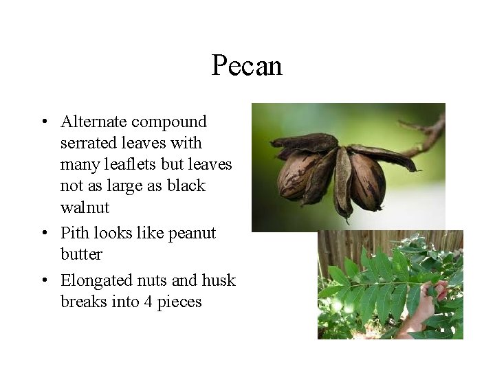 Pecan • Alternate compound serrated leaves with many leaflets but leaves not as large Pecan • Alternate compound serrated leaves with many leaflets but leaves not as large