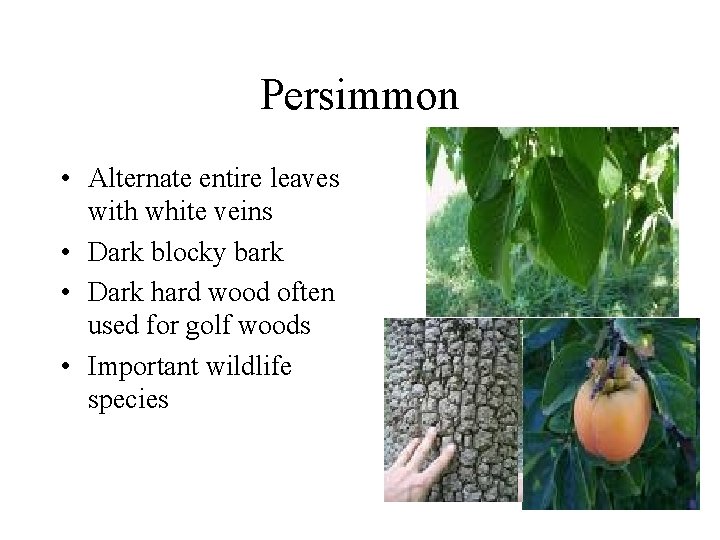 Persimmon • Alternate entire leaves with white veins • Dark blocky bark • Dark Persimmon • Alternate entire leaves with white veins • Dark blocky bark • Dark