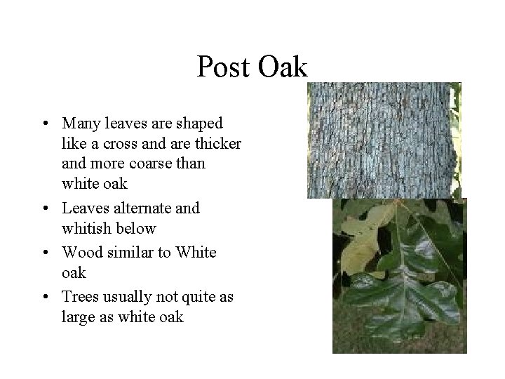 Post Oak • Many leaves are shaped like a cross and are thicker and Post Oak • Many leaves are shaped like a cross and are thicker and