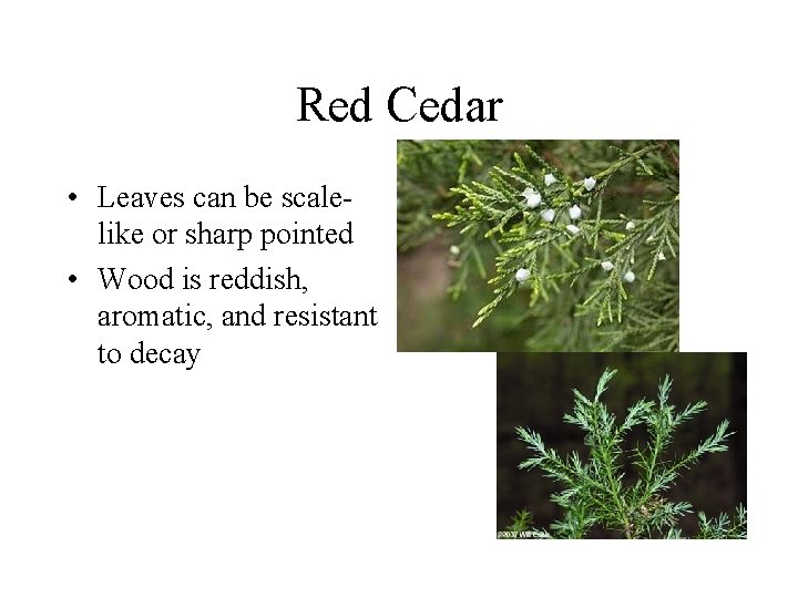 Red Cedar • Leaves can be scalelike or sharp pointed • Wood is reddish, Red Cedar • Leaves can be scalelike or sharp pointed • Wood is reddish,