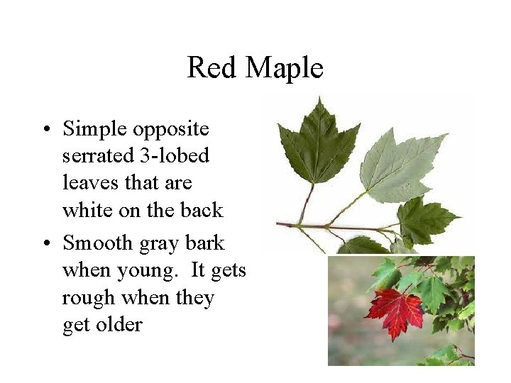 Red Maple • Simple opposite serrated 3 -lobed leaves that are white on the Red Maple • Simple opposite serrated 3 -lobed leaves that are white on the