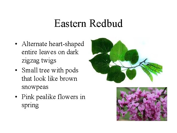 Eastern Redbud • Alternate heart-shaped entire leaves on dark zigzag twigs • Small tree Eastern Redbud • Alternate heart-shaped entire leaves on dark zigzag twigs • Small tree