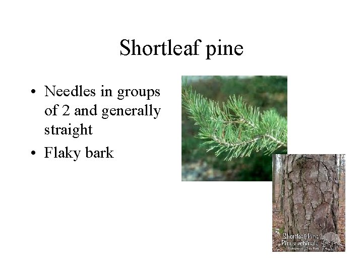 Shortleaf pine • Needles in groups of 2 and generally straight • Flaky bark Shortleaf pine • Needles in groups of 2 and generally straight • Flaky bark