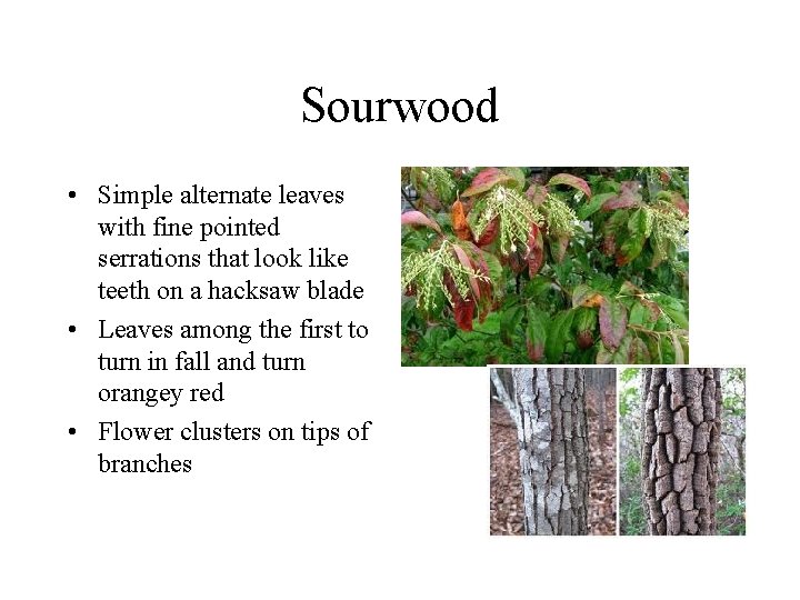 Sourwood • Simple alternate leaves with fine pointed serrations that look like teeth on Sourwood • Simple alternate leaves with fine pointed serrations that look like teeth on