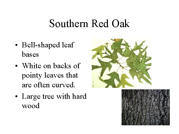 Southern Red Oak • Bell-shaped leaf bases • White on backs of pointy leaves Southern Red Oak • Bell-shaped leaf bases • White on backs of pointy leaves