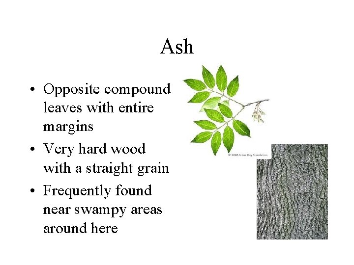 Ash • Opposite compound leaves with entire margins • Very hard wood with a Ash • Opposite compound leaves with entire margins • Very hard wood with a
