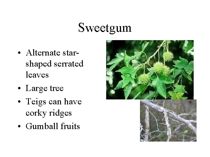 Sweetgum • Alternate starshaped serrated leaves • Large tree • Teigs can have corky Sweetgum • Alternate starshaped serrated leaves • Large tree • Teigs can have corky