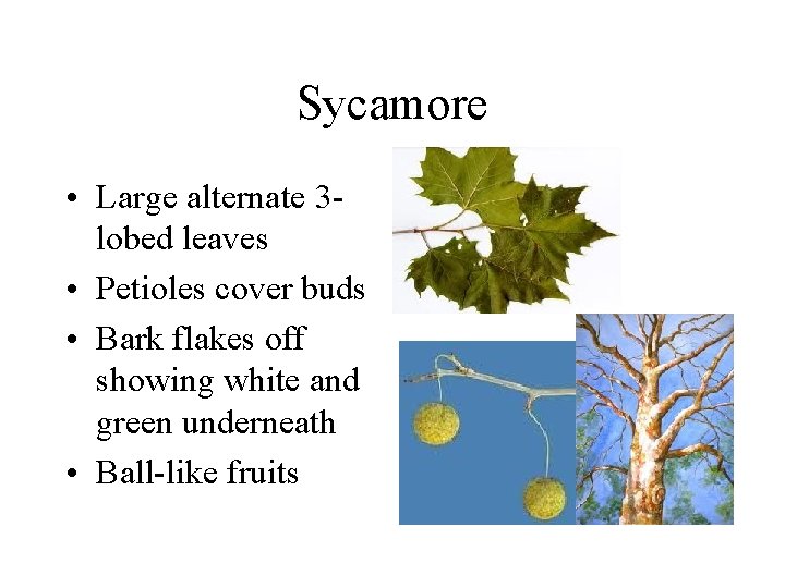 Sycamore • Large alternate 3 lobed leaves • Petioles cover buds • Bark flakes Sycamore • Large alternate 3 lobed leaves • Petioles cover buds • Bark flakes