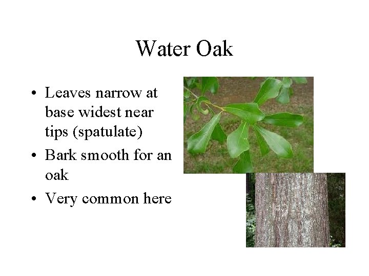 Water Oak • Leaves narrow at base widest near tips (spatulate) • Bark smooth Water Oak • Leaves narrow at base widest near tips (spatulate) • Bark smooth