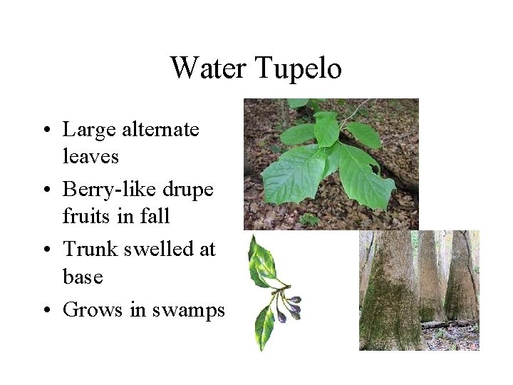 Water Tupelo • Large alternate leaves • Berry-like drupe fruits in fall • Trunk Water Tupelo • Large alternate leaves • Berry-like drupe fruits in fall • Trunk