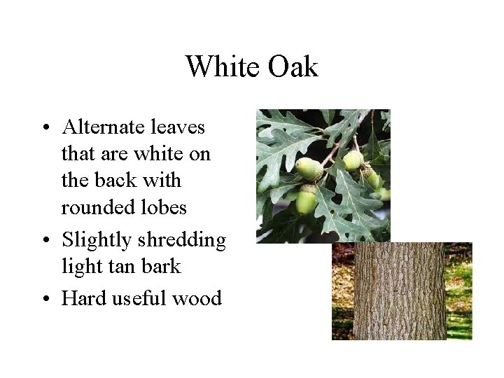 White Oak • Alternate leaves that are white on the back with rounded lobes White Oak • Alternate leaves that are white on the back with rounded lobes