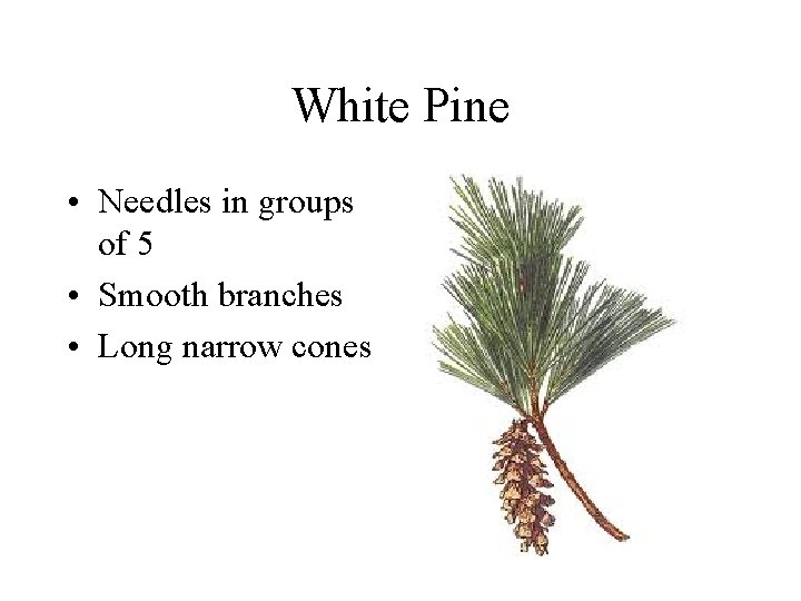 White Pine • Needles in groups of 5 • Smooth branches • Long narrow White Pine • Needles in groups of 5 • Smooth branches • Long narrow