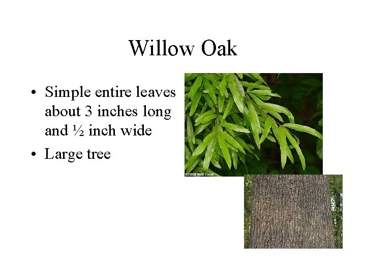 Willow Oak • Simple entire leaves about 3 inches long and ½ inch wide Willow Oak • Simple entire leaves about 3 inches long and ½ inch wide