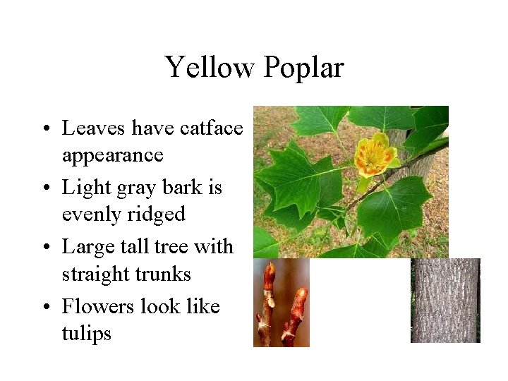 Yellow Poplar • Leaves have catface appearance • Light gray bark is evenly ridged Yellow Poplar • Leaves have catface appearance • Light gray bark is evenly ridged