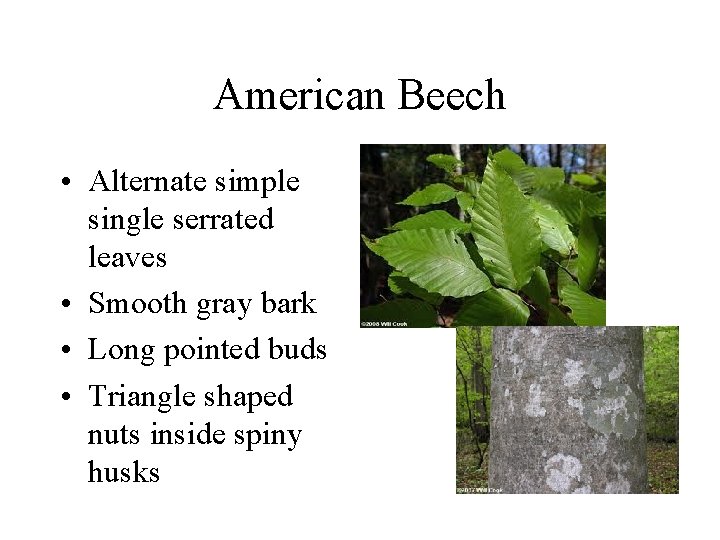 American Beech • Alternate simple single serrated leaves • Smooth gray bark • Long American Beech • Alternate simple single serrated leaves • Smooth gray bark • Long