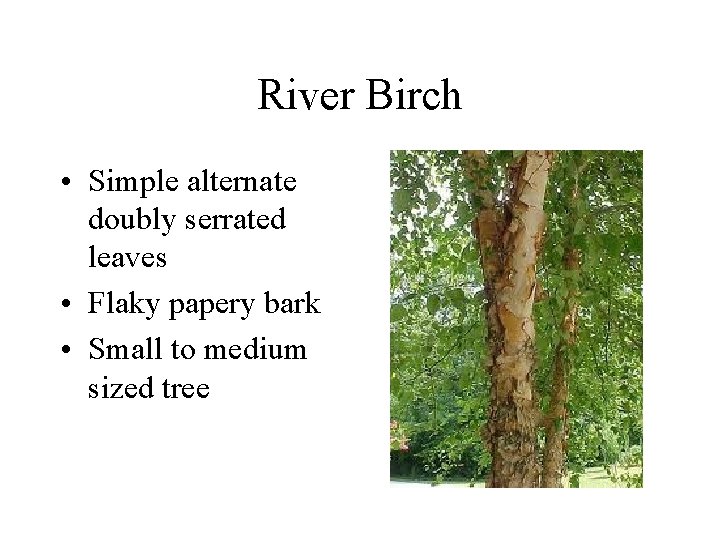 River Birch • Simple alternate doubly serrated leaves • Flaky papery bark • Small River Birch • Simple alternate doubly serrated leaves • Flaky papery bark • Small