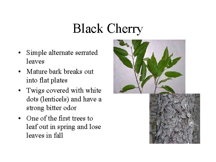 Black Cherry • Simple alternate serrated leaves • Mature bark breaks out into flat Black Cherry • Simple alternate serrated leaves • Mature bark breaks out into flat