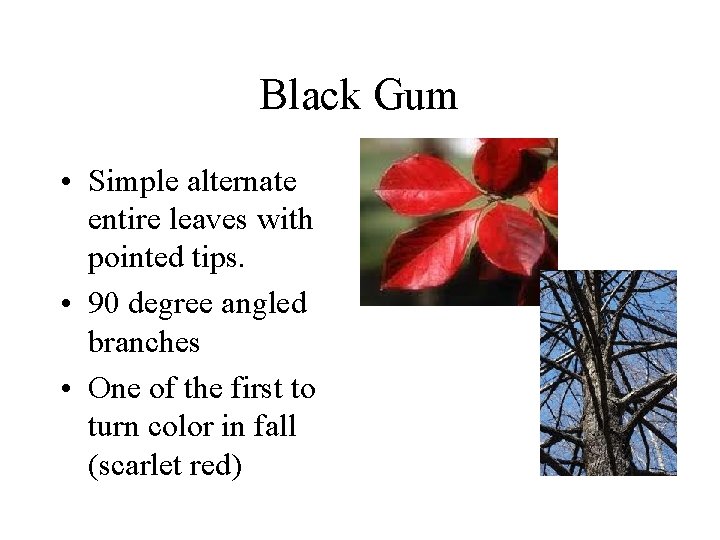 Black Gum • Simple alternate entire leaves with pointed tips. • 90 degree angled Black Gum • Simple alternate entire leaves with pointed tips. • 90 degree angled