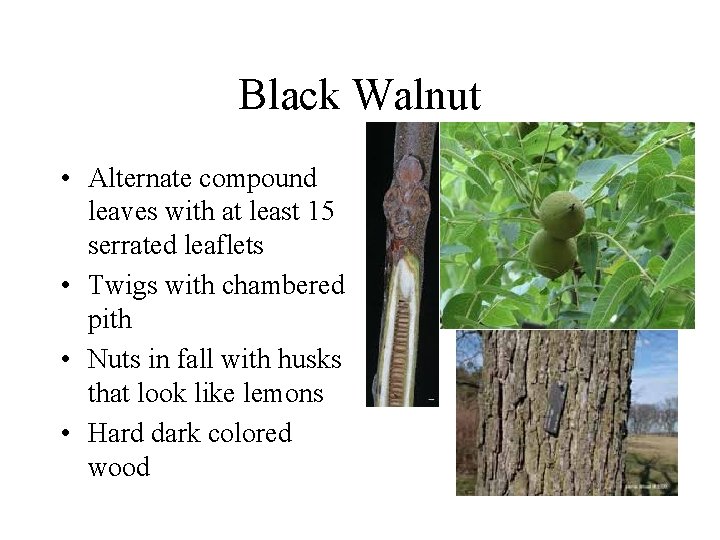 Black Walnut • Alternate compound leaves with at least 15 serrated leaflets • Twigs Black Walnut • Alternate compound leaves with at least 15 serrated leaflets • Twigs