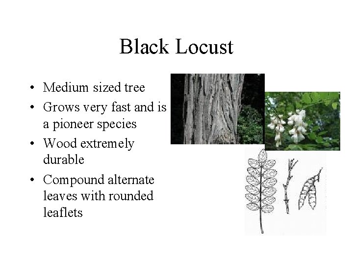 Black Locust • Medium sized tree • Grows very fast and is a pioneer Black Locust • Medium sized tree • Grows very fast and is a pioneer