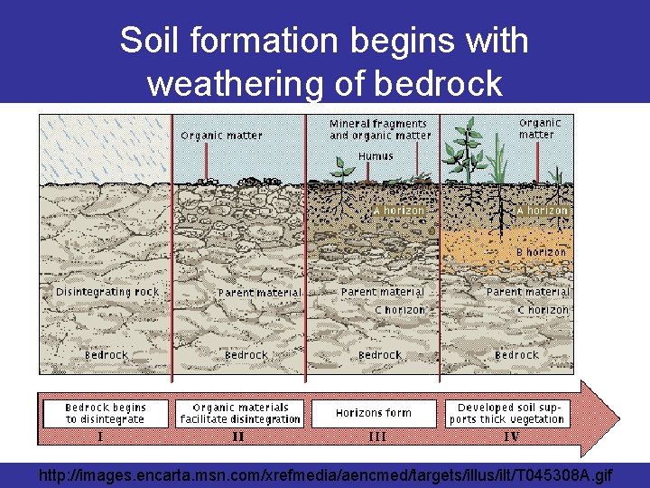 Soil formation begins with weathering of bedrock http: //images. encarta. msn. com/xrefmedia/aencmed/targets/illus/ilt/T 045308 A.