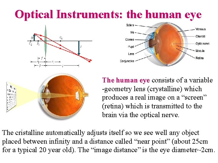 Optical Instruments: the human eye The human eye consists of a variable -geometry lens