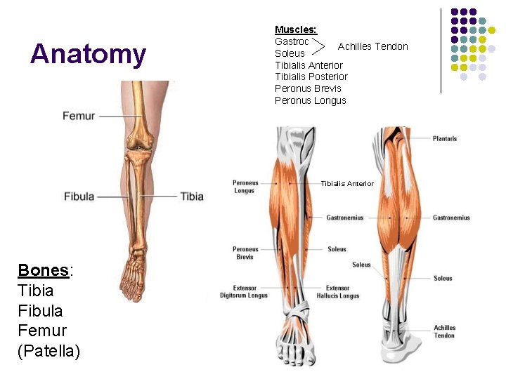 Anatomy Muscles: Gastroc Achilles Tendon Soleus Tibialis Anterior Tibialis Posterior Peronus Brevis Peronus Longus Anatomy Muscles: Gastroc Achilles Tendon Soleus Tibialis Anterior Tibialis Posterior Peronus Brevis Peronus Longus