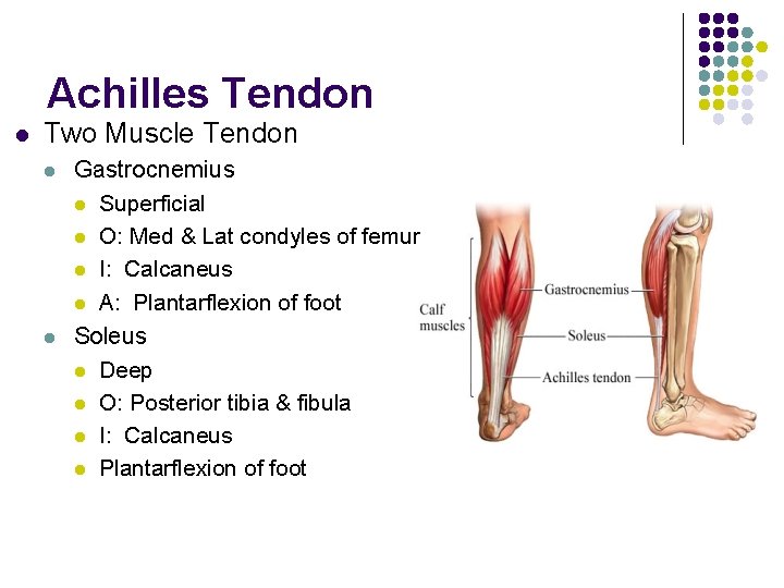 Achilles Tendon l Two Muscle Tendon l l Gastrocnemius l Superficial l O: Med Achilles Tendon l Two Muscle Tendon l l Gastrocnemius l Superficial l O: Med