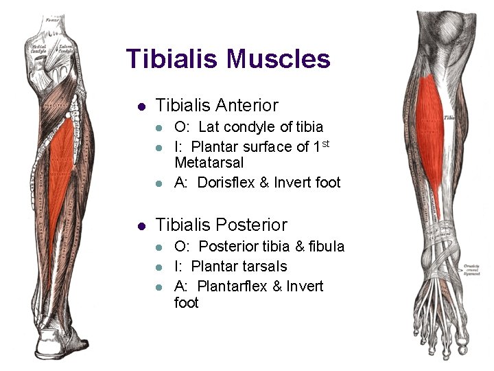 Tibialis Muscles l Tibialis Anterior l l O: Lat condyle of tibia I: Plantar Tibialis Muscles l Tibialis Anterior l l O: Lat condyle of tibia I: Plantar