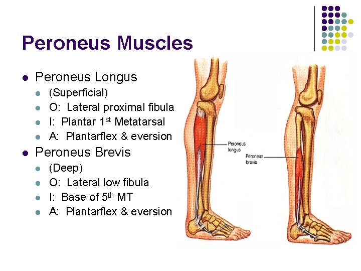 Peroneus Muscles l Peroneus Longus l l l (Superficial) O: Lateral proximal fibula I: Peroneus Muscles l Peroneus Longus l l l (Superficial) O: Lateral proximal fibula I: