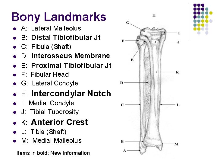 Bony Landmarks l l l l A: B: C: D: E: F: G: Lateral Bony Landmarks l l l l A: B: C: D: E: F: G: Lateral