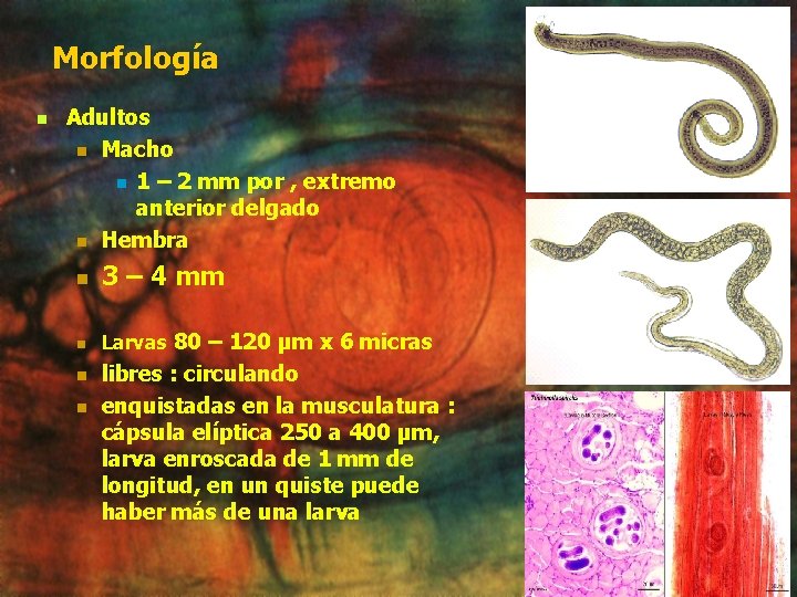 Morfología n Adultos n Macho n 1 – 2 mm por , extremo anterior