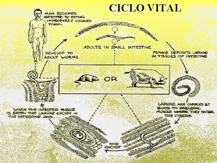 CICLO VITAL CICLO VITAL