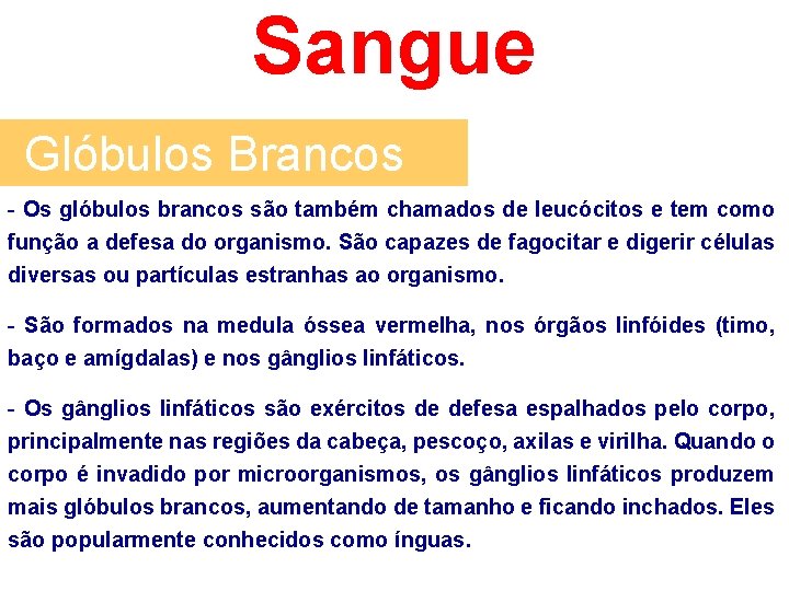 Sangue Glóbulos Brancos - Os glóbulos brancos são também chamados de leucócitos e tem