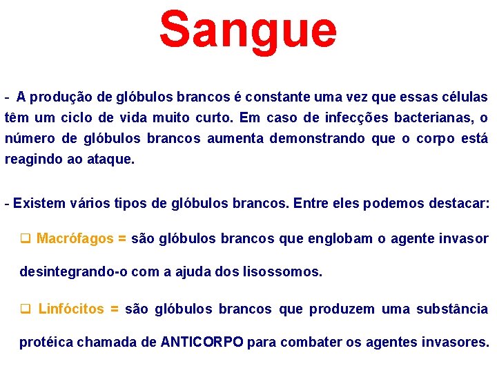 Sangue - A produção de glóbulos brancos é constante uma vez que essas células