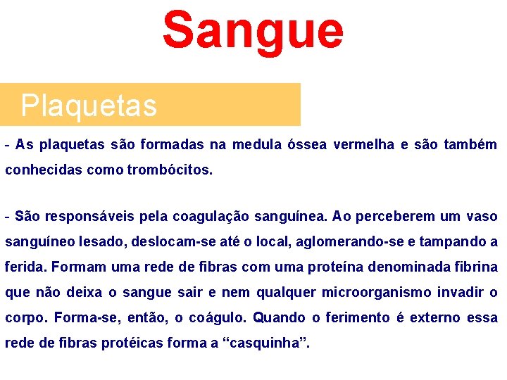 Sangue Plaquetas - As plaquetas são formadas na medula óssea vermelha e são também