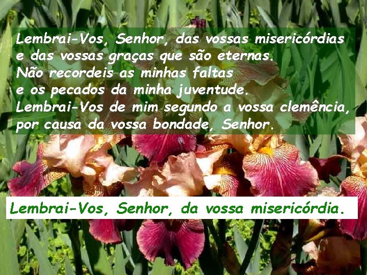 Lembrai-Vos, Senhor, das vossas misericórdias e das vossas graças que são eternas. Não recordeis