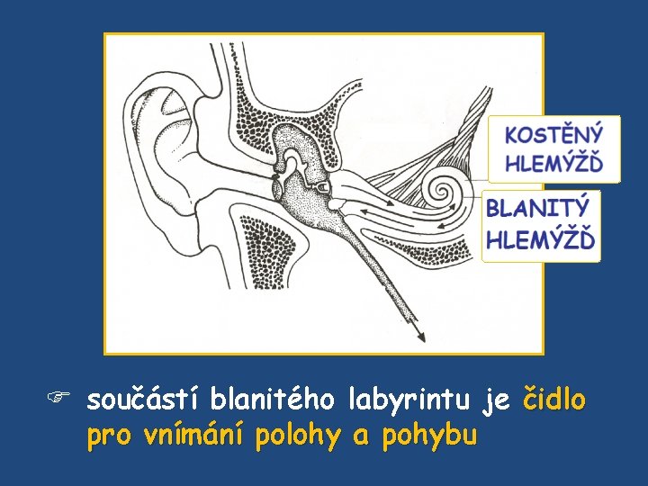  součástí blanitého labyrintu je čidlo pro vnímání polohy a pohybu 