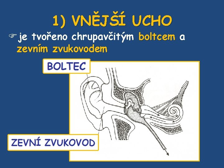 1) VNĚJŠÍ UCHO je tvořeno chrupavčitým boltcem a zevním zvukovodem 