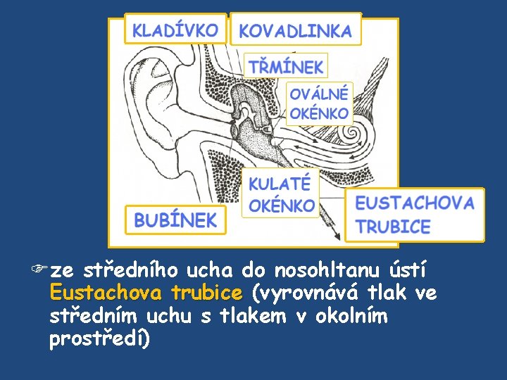  ze středního ucha do nosohltanu ústí Eustachova trubice (vyrovnává tlak ve středním uchu