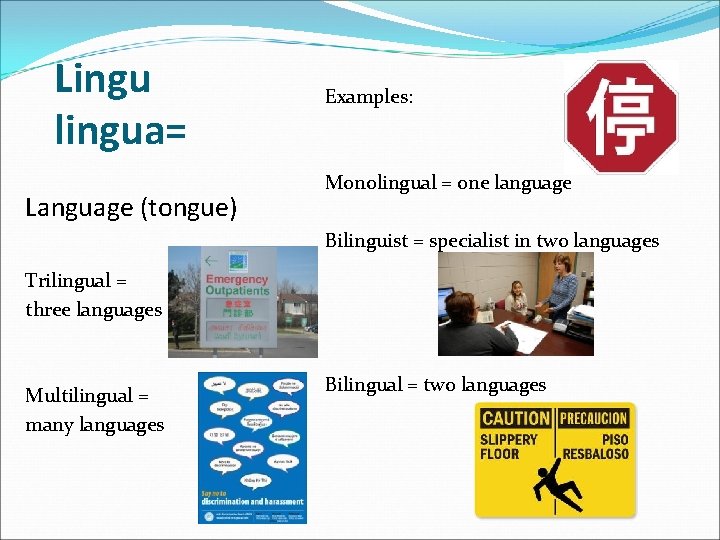 Lingu lingua= Language (tongue) Examples: Monolingual = one language Bilinguist = specialist in two