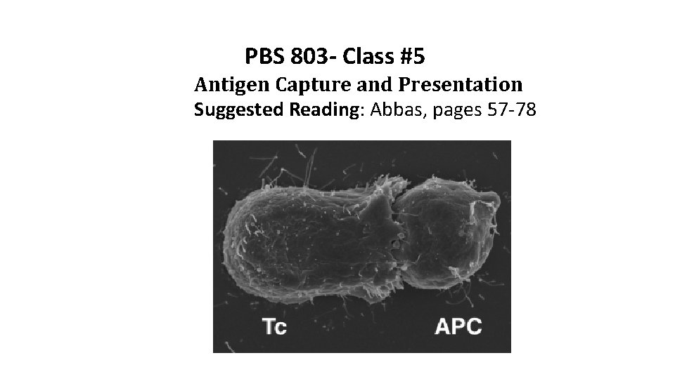 PBS 803 - Class #5 Antigen Capture and Presentation Suggested Reading: Abbas, pages 57