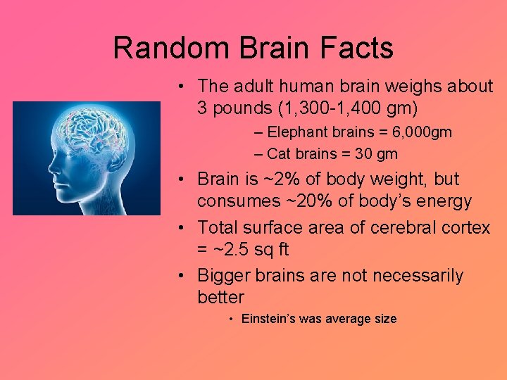 Random Brain Facts • The adult human brain weighs about 3 pounds (1, 300