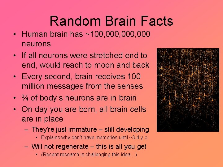 Random Brain Facts • Human brain has ~100, 000, 000 neurons • If all