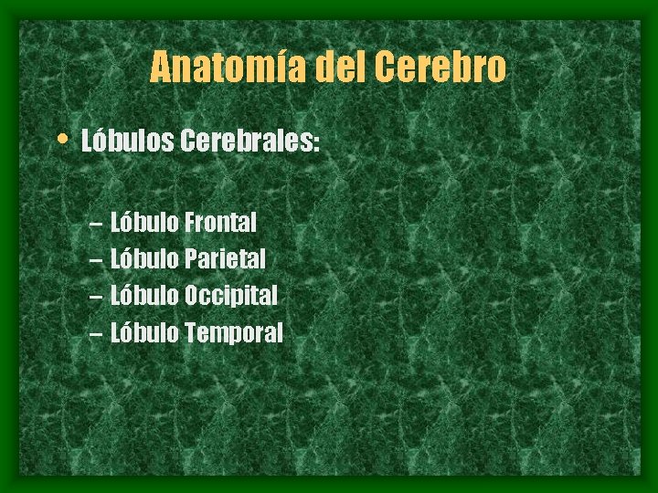 Anatomía del Cerebro • Lóbulos Cerebrales: – Lóbulo Frontal – Lóbulo Parietal – Lóbulo