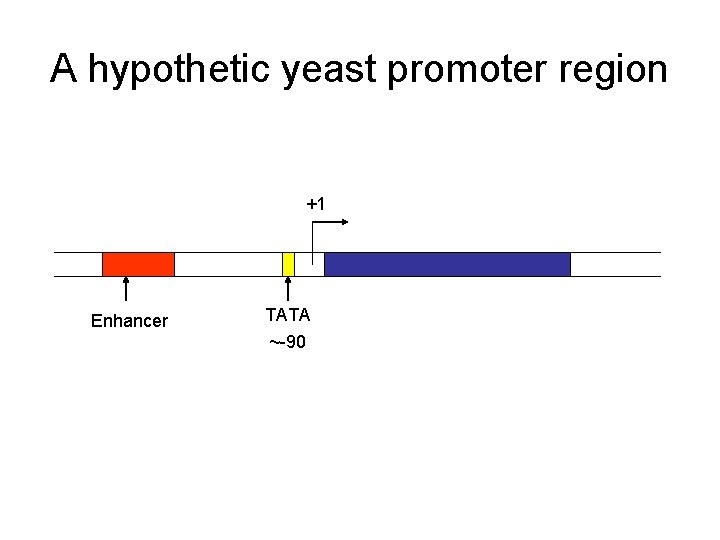 A hypothetic yeast promoter region +1 Enhancer TATA ~-90 