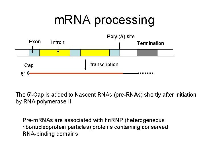 m. RNA processing Exon Cap Poly (A) site Intron Termination transcription 5’ The 5’-Cap