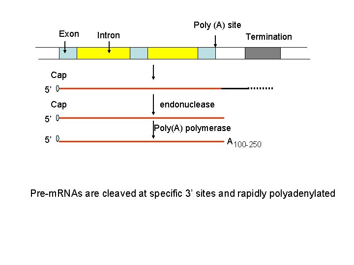 Exon Poly (A) site Intron Termination Cap 5’ 5’ endonuclease Poly(A) polymerase A 100